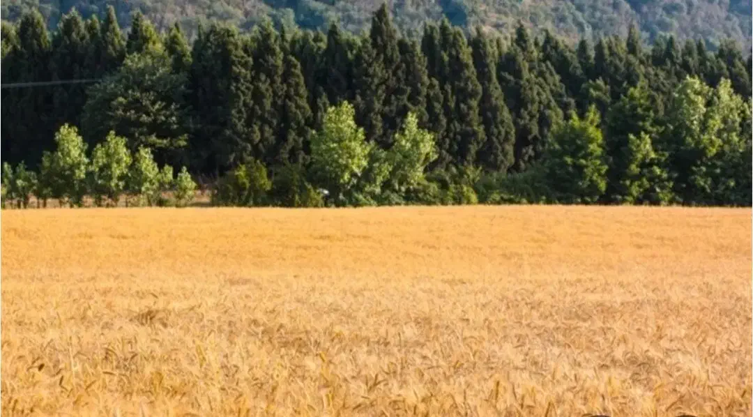 زمین زراعی در روستای قوروق