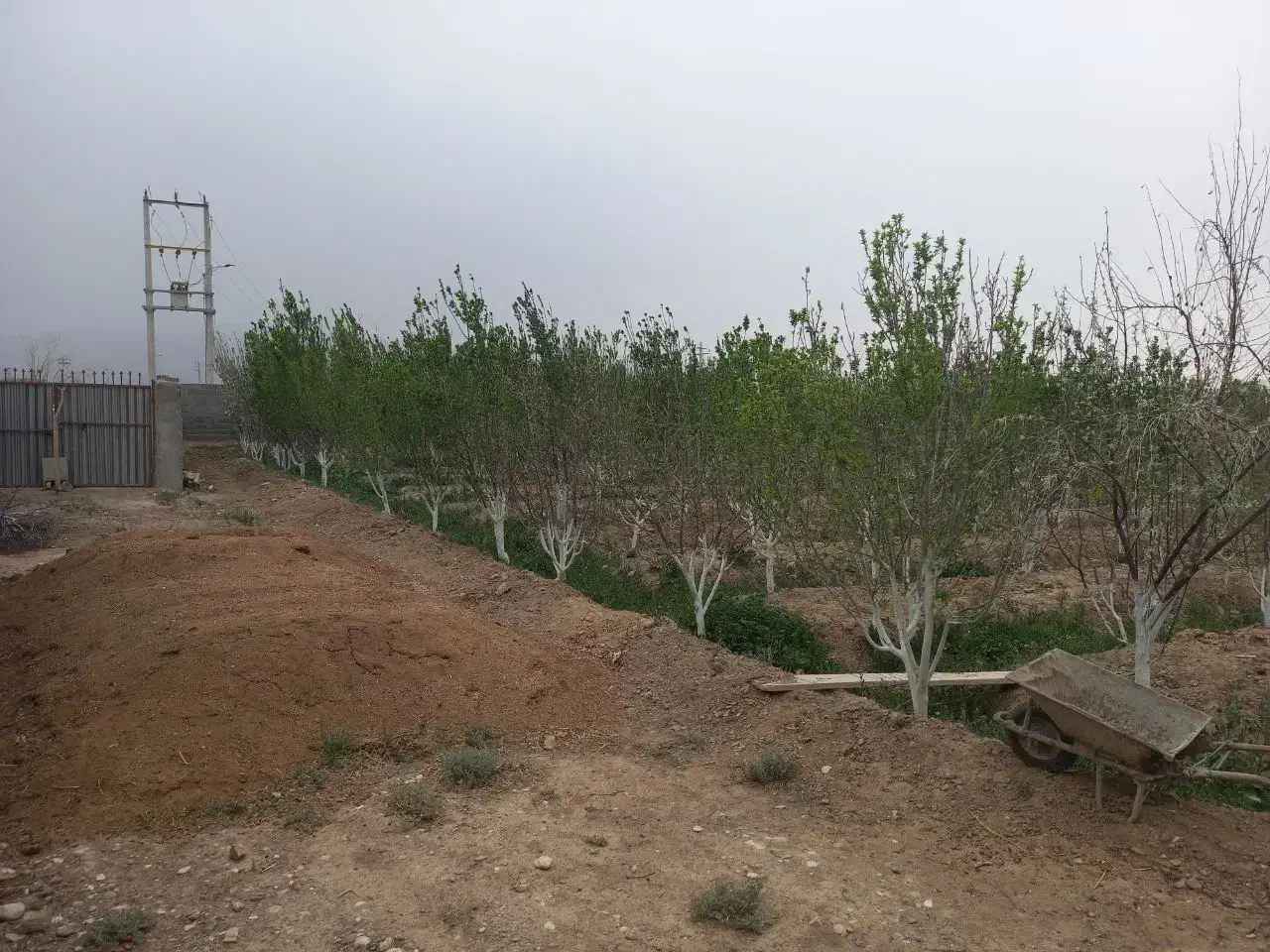 باغ میوه گوجه سبز اناروانجیر