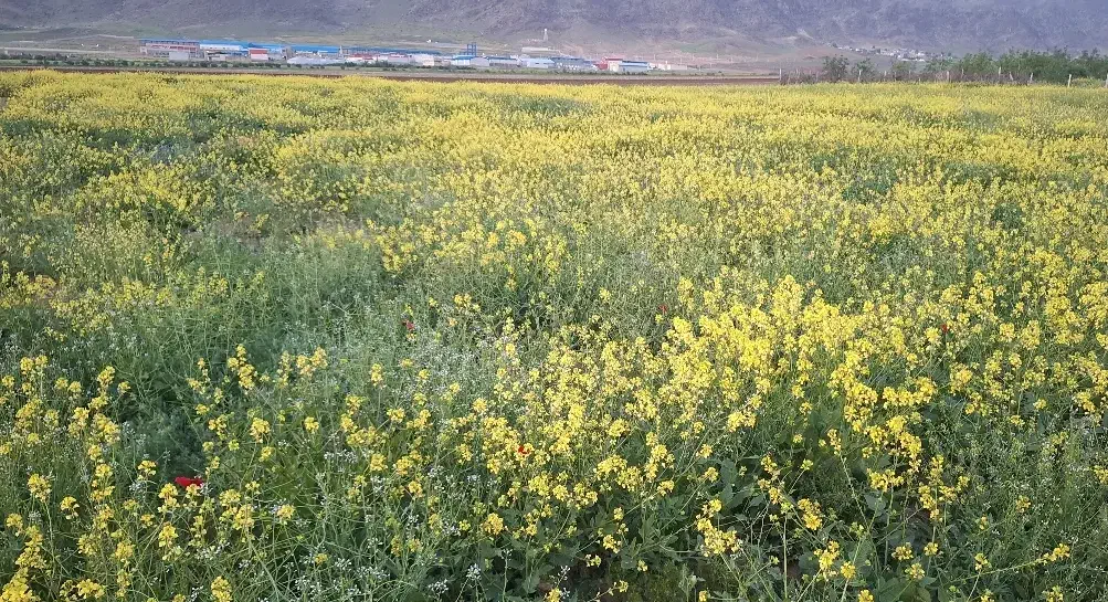 زمین باغی آبی کمالوند