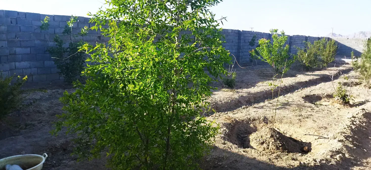 زمین مشجر کشاورزی