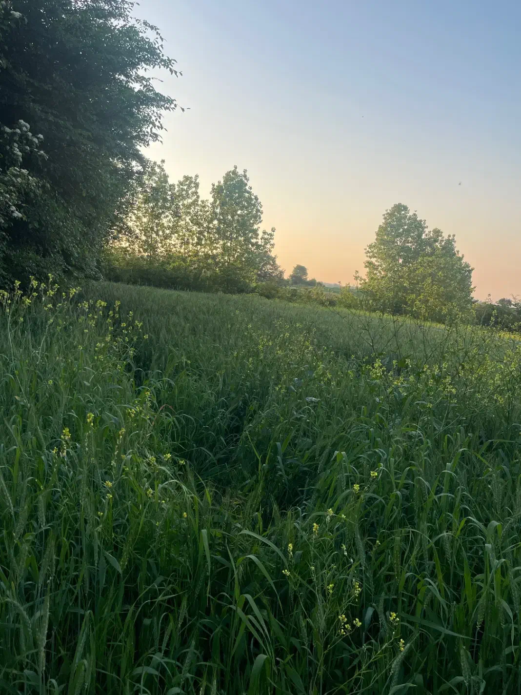 زمین زراعی (نزدیک جاده اصلی )