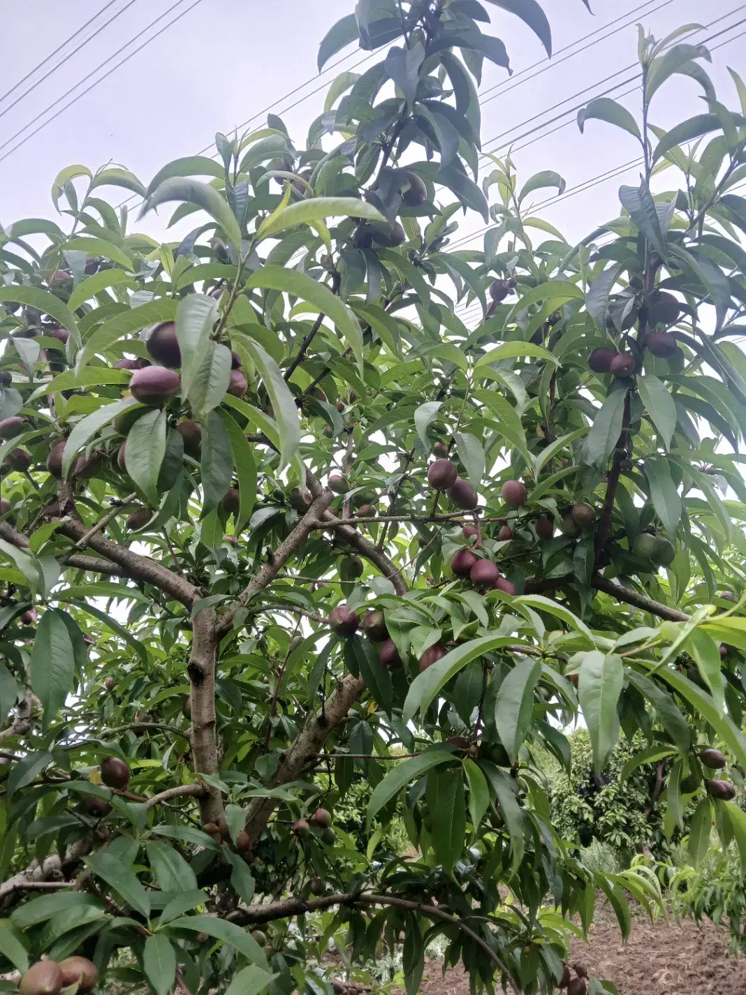 باغ۱۰۰۰ متری شلیل