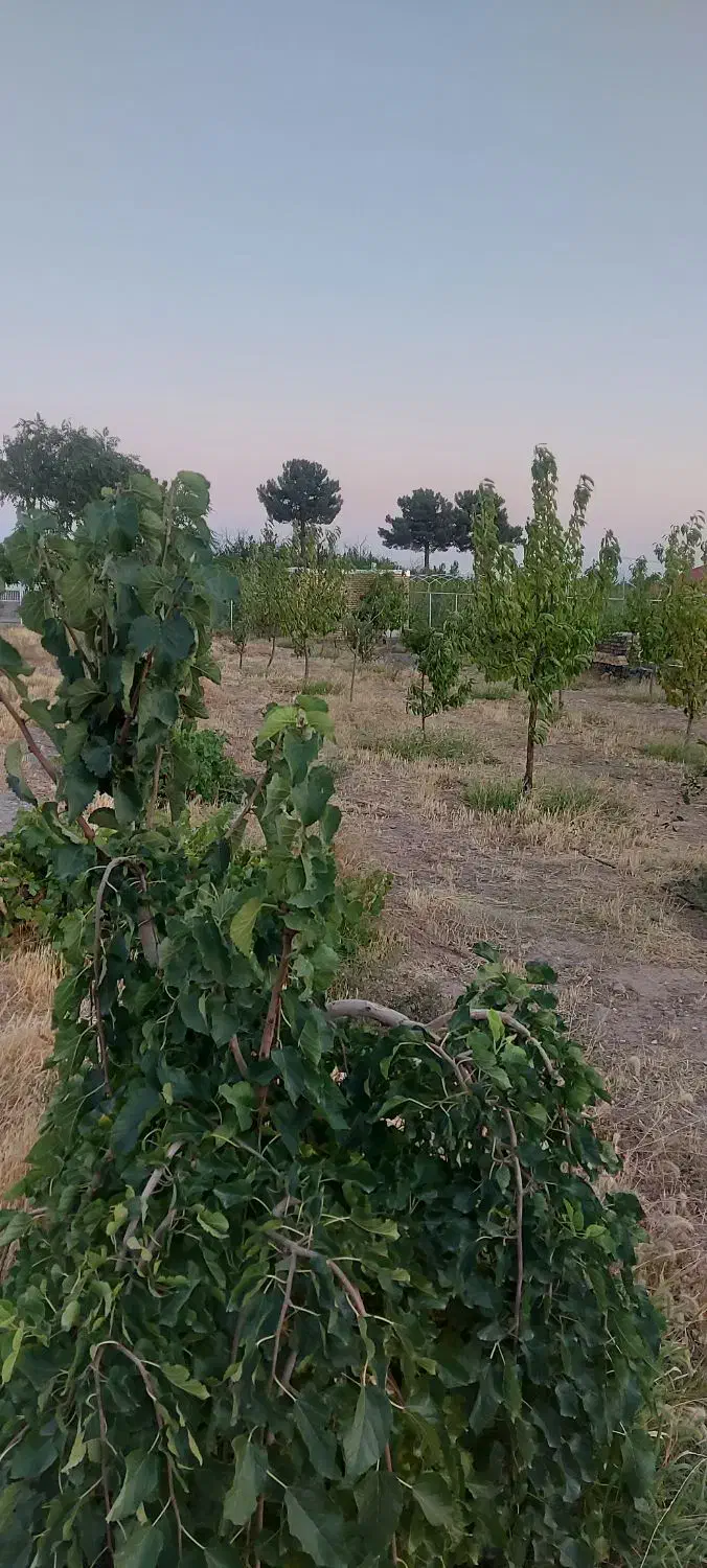 باغ ۱۵۶۵ متری با یک ساعت آب چاه