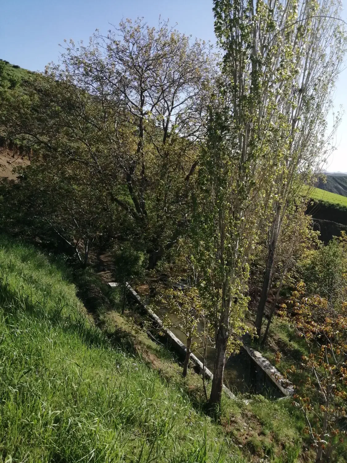 دو قطعه باغ در روستای مروارید