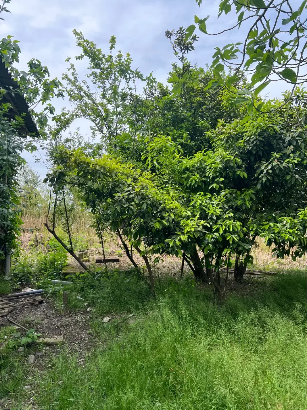 خانه ویلایی