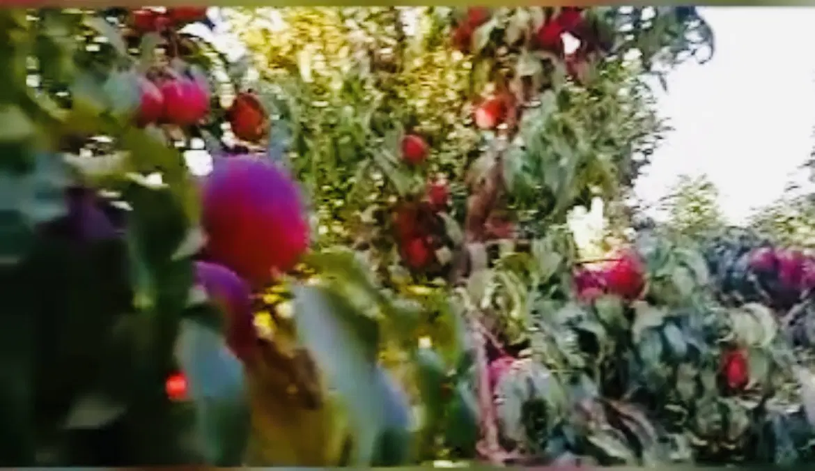فروش ویلا باغ باغچه