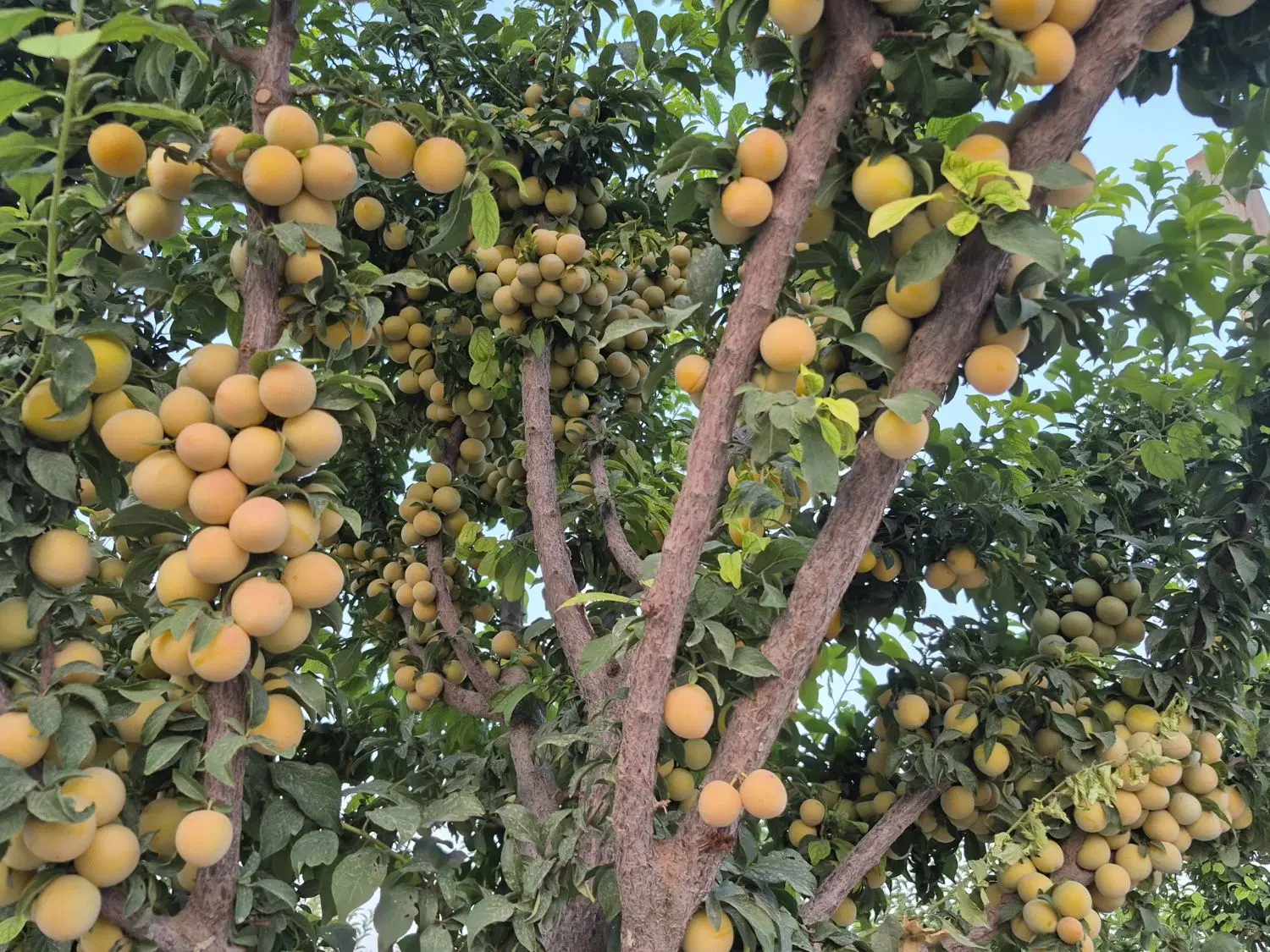 باغ و ویلا