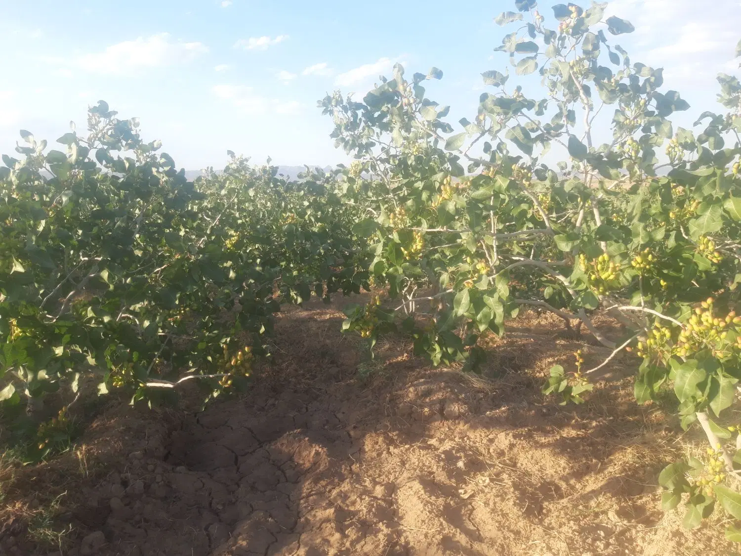 فروس باغ پسته