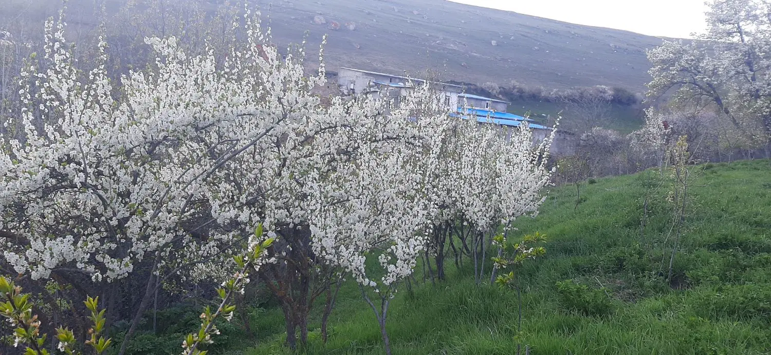 باغ ۳۰۰۰ متری دریک روستای خوش آب وهوا در نمین