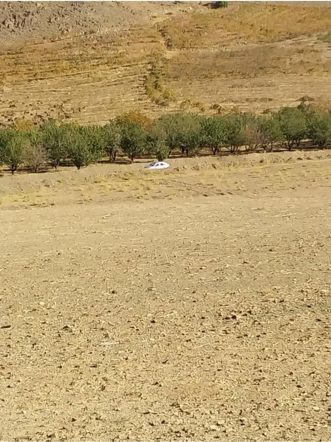 زمین دیمی در عجب شیر