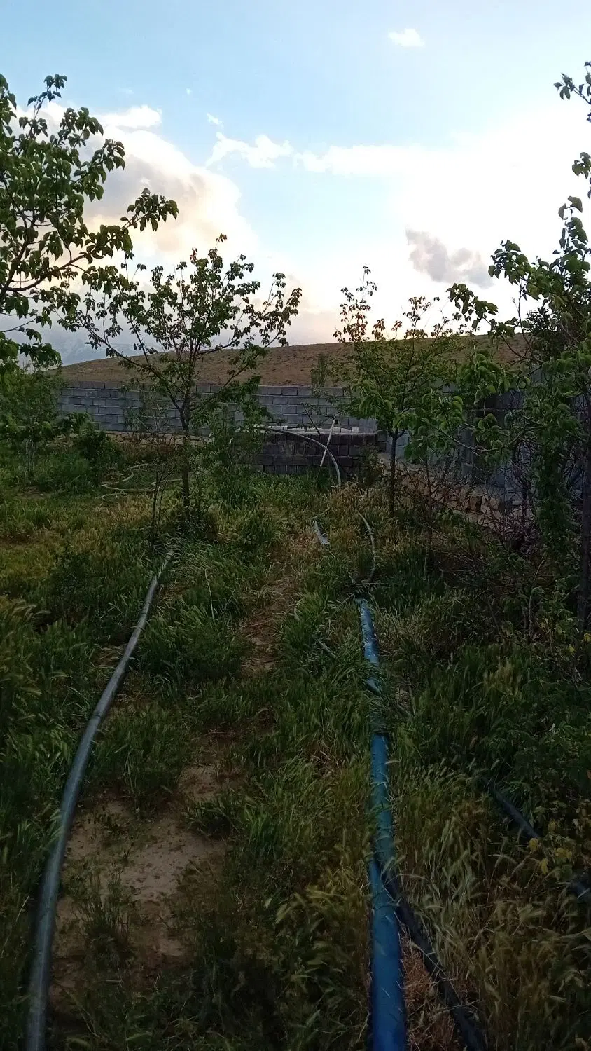 زمین باغ کنجینه آبشینه