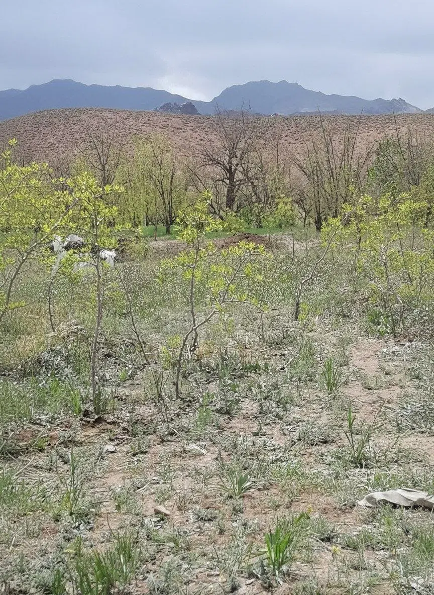 زمین مزروعی در روستای مزگ به همراه سهم اب