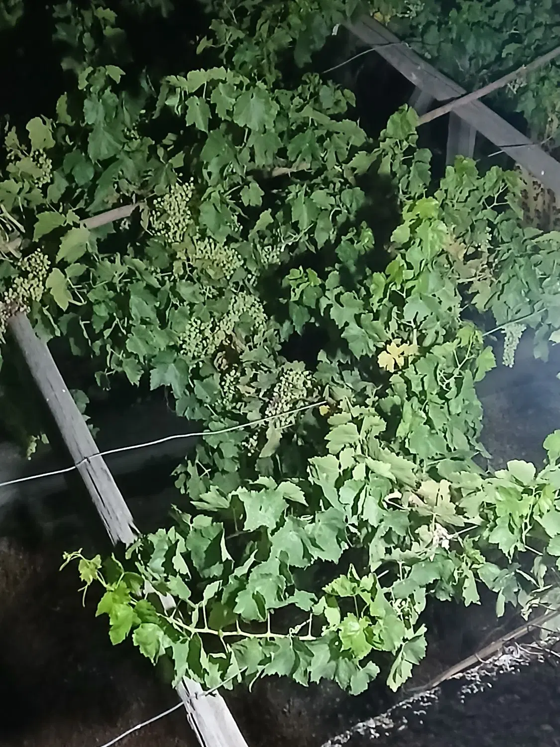اجاره باغ انگور