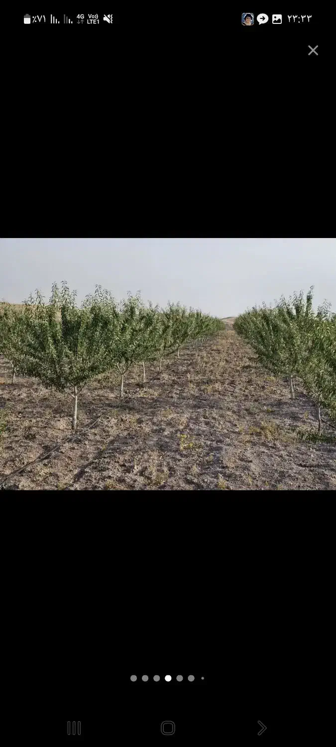 باغ بادام