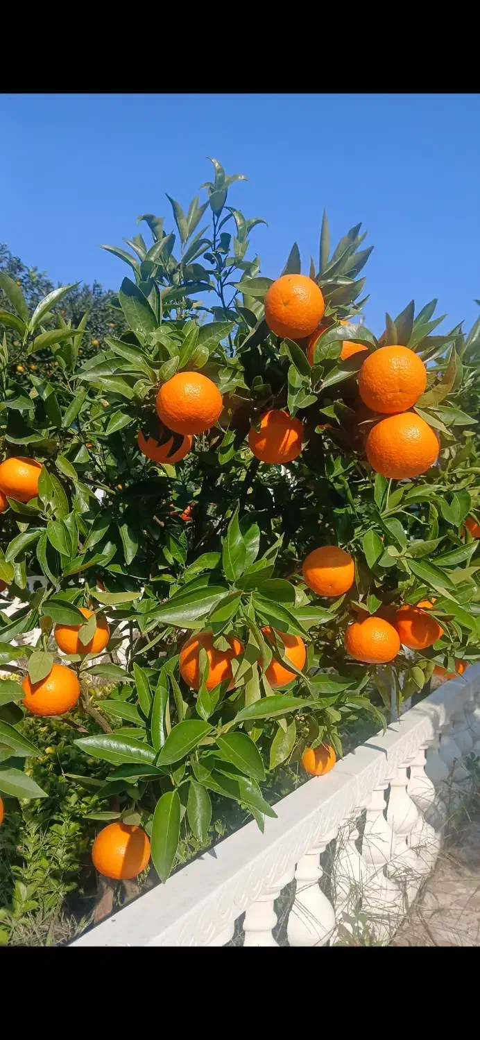 رهن و اجاره ویلا شمال، گیلان