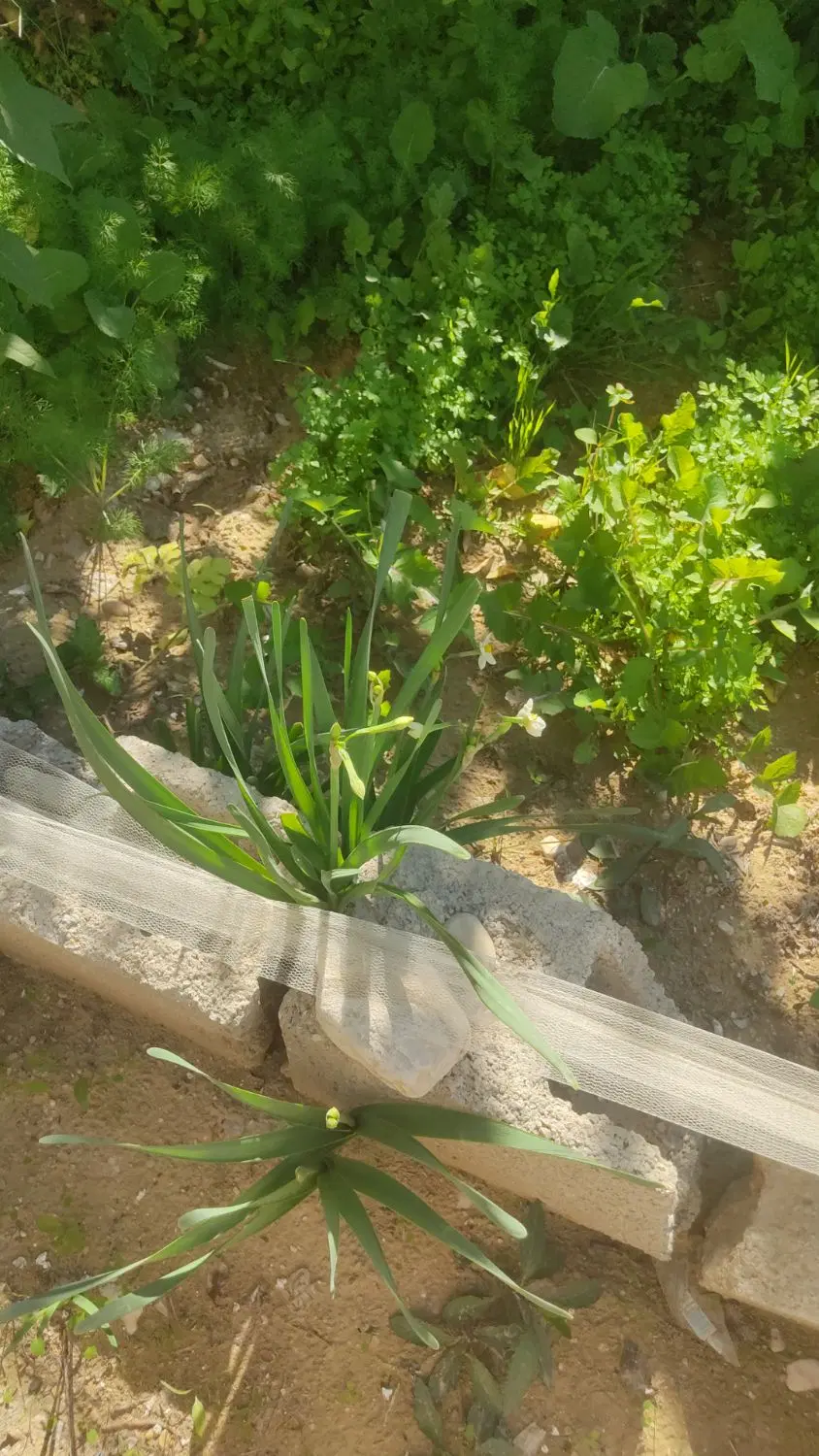 فروش خانه گزبلند