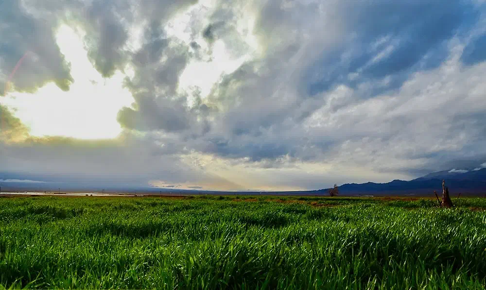 ۱۴هکتار زمین دیم با سند تک برگ