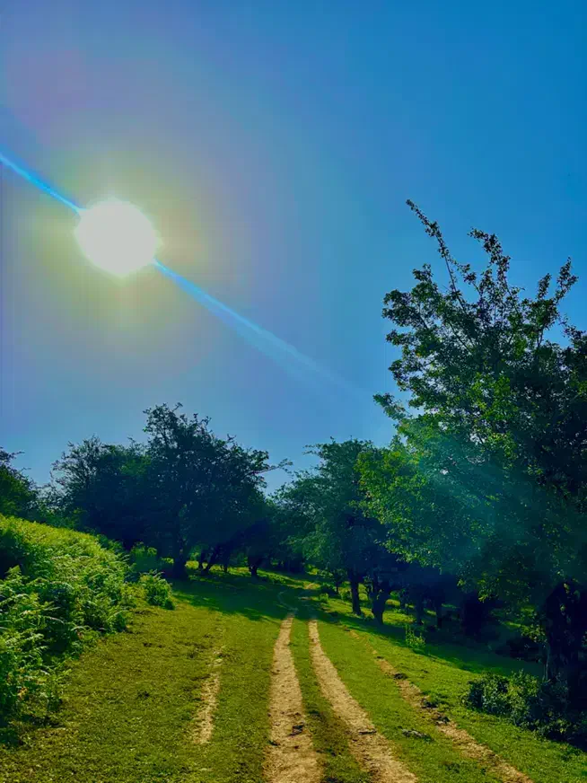 فروش زمین ۵ هکتاری در فومن