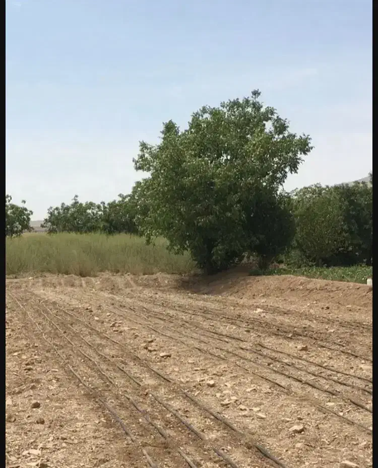 زمین کشاورزی