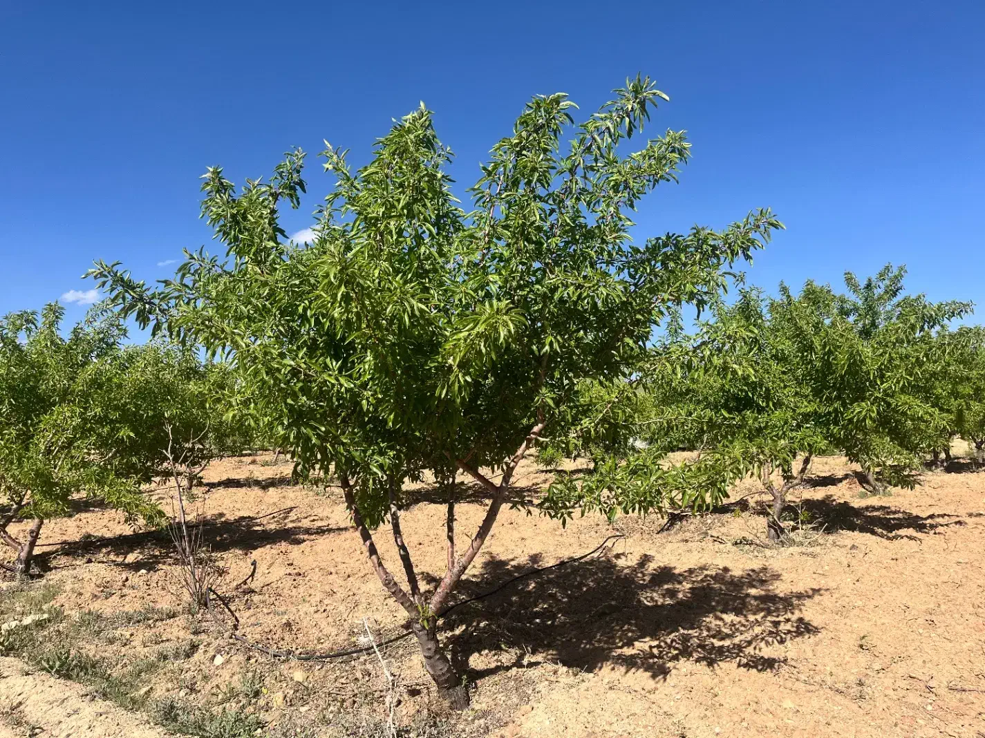 واگذاری زمین کشاورزی
