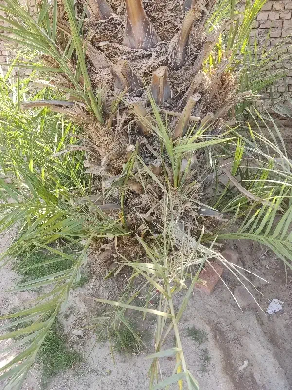 زمین فروشی محمدان آخر خیابان امید