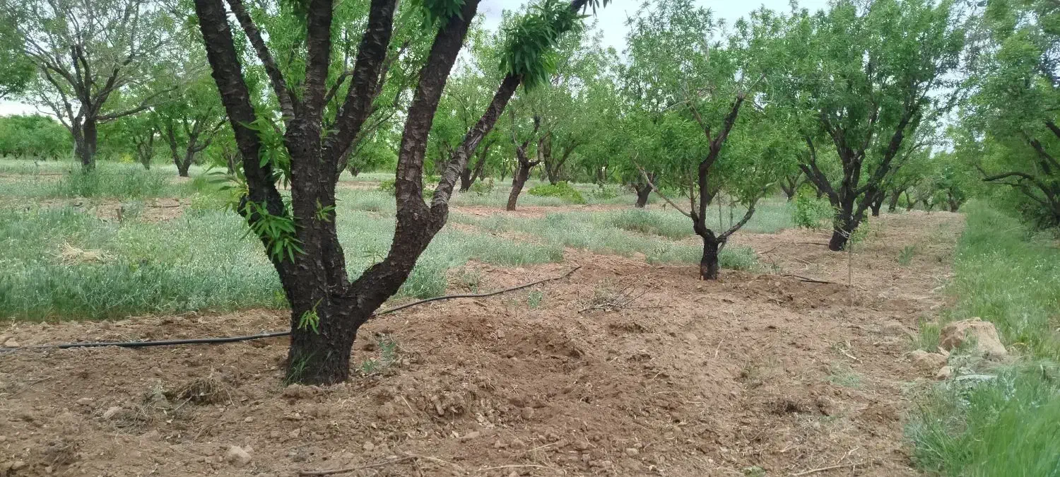 باغبان بادامی