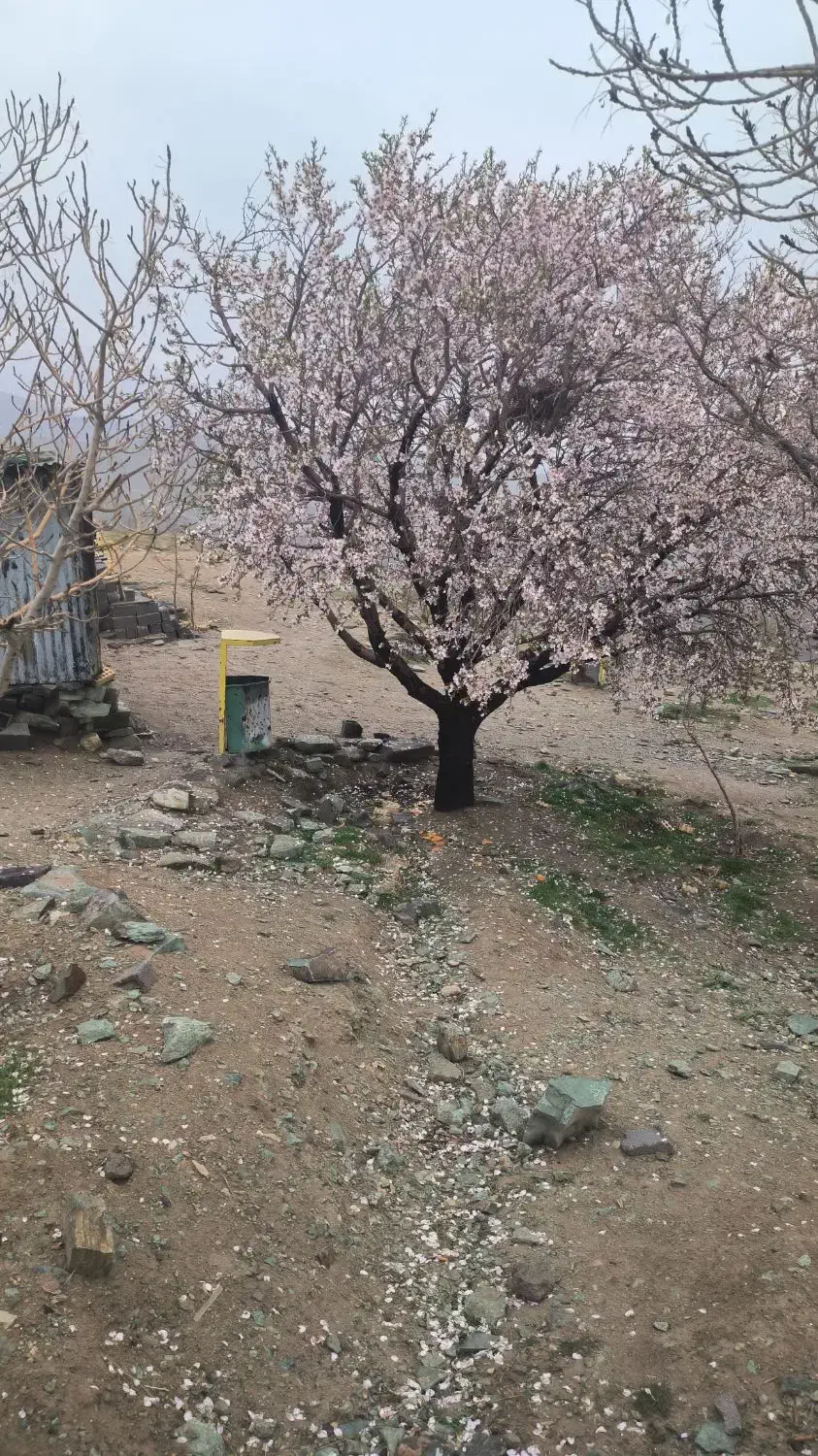 جذب سرمایه‌گذار برای احداث سفره‌خانه در باغ ویلا