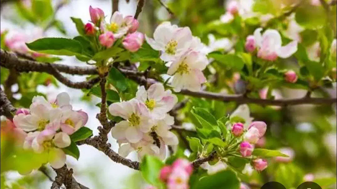 باغ میوه به متراژ۴۵۵متر