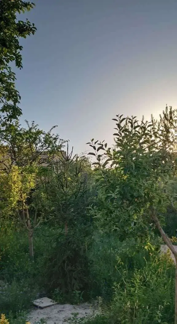باغ سند دار در روستای عارفی زمین باغی