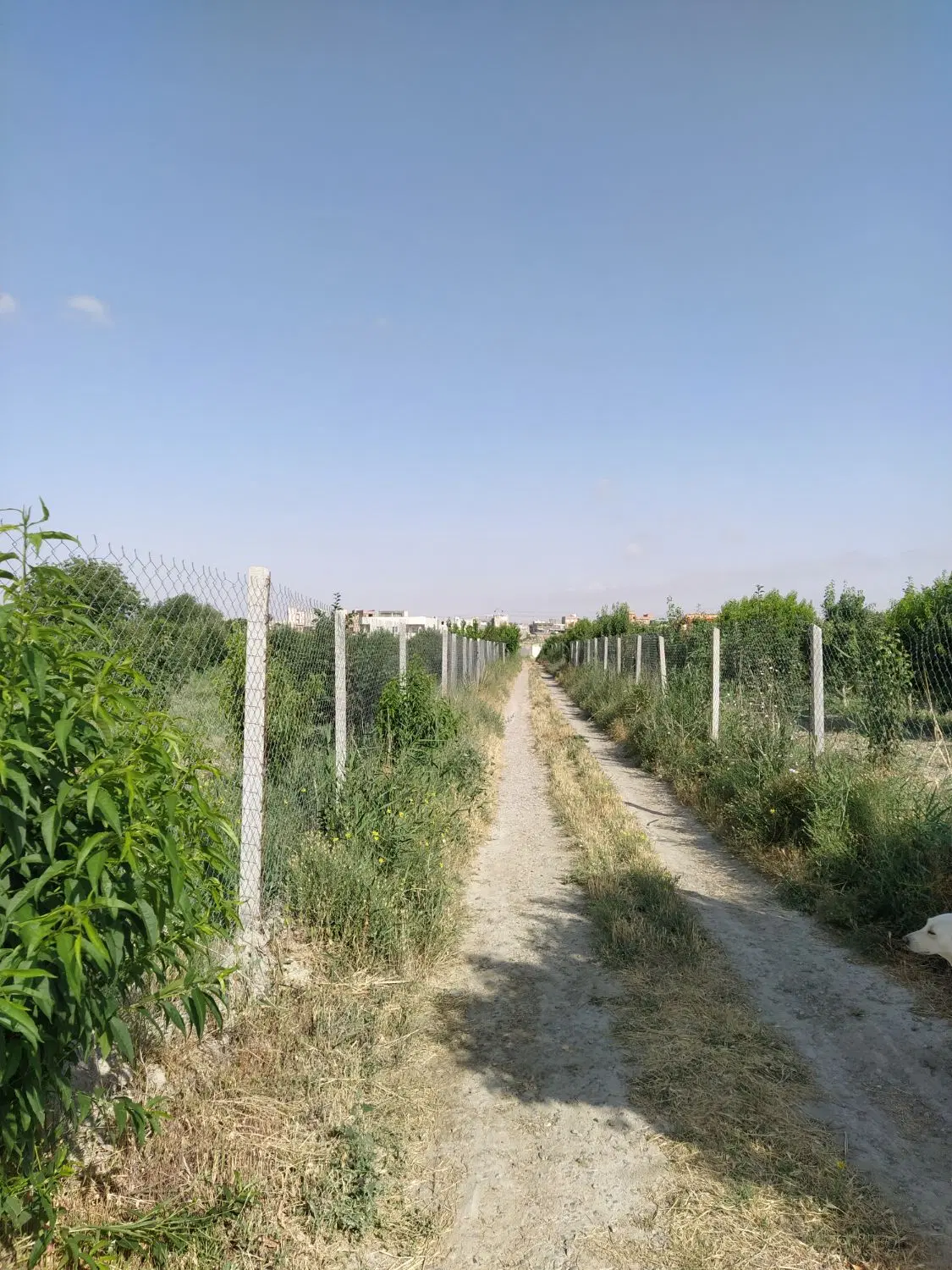 ویلا باغ
