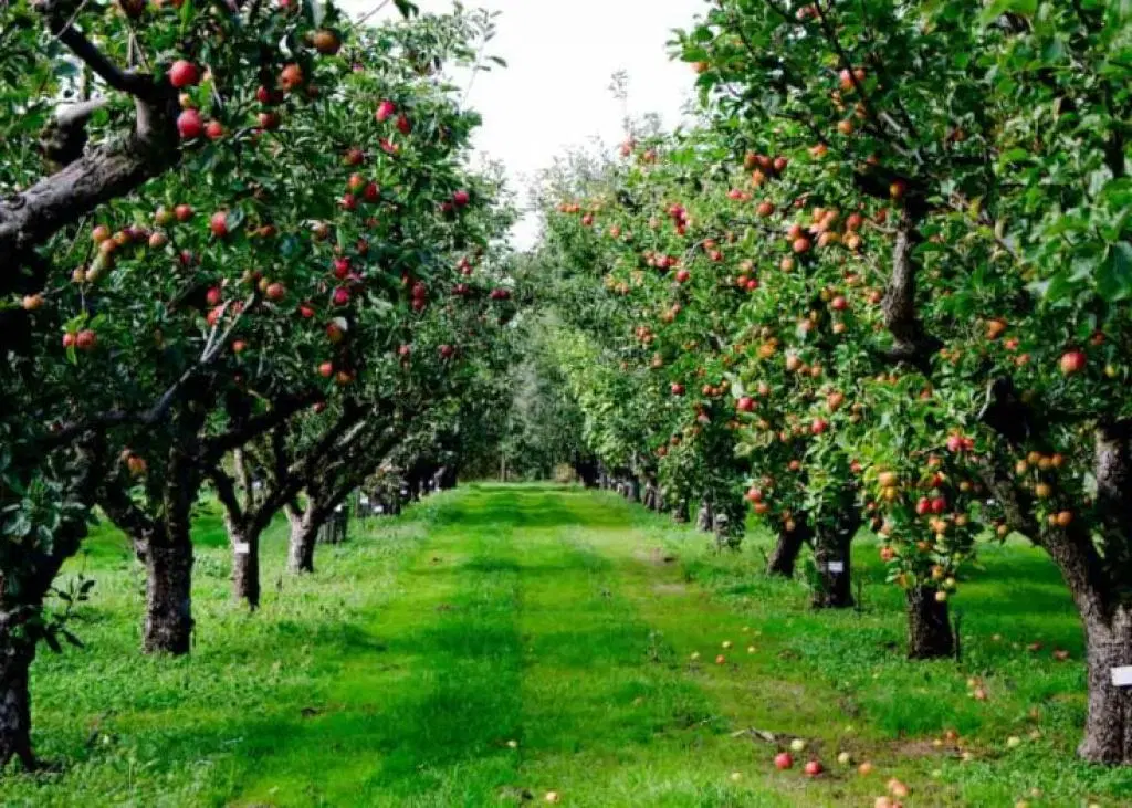 فروش باغچه
