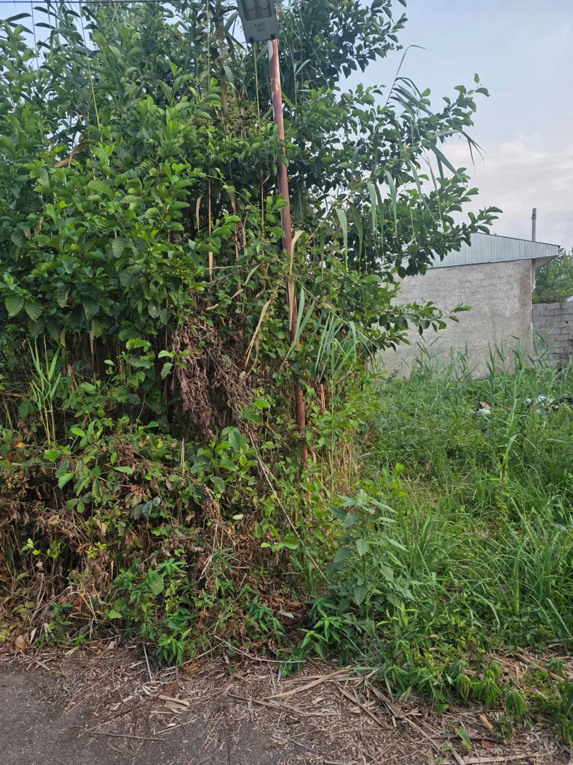 زمین باغی سند دار