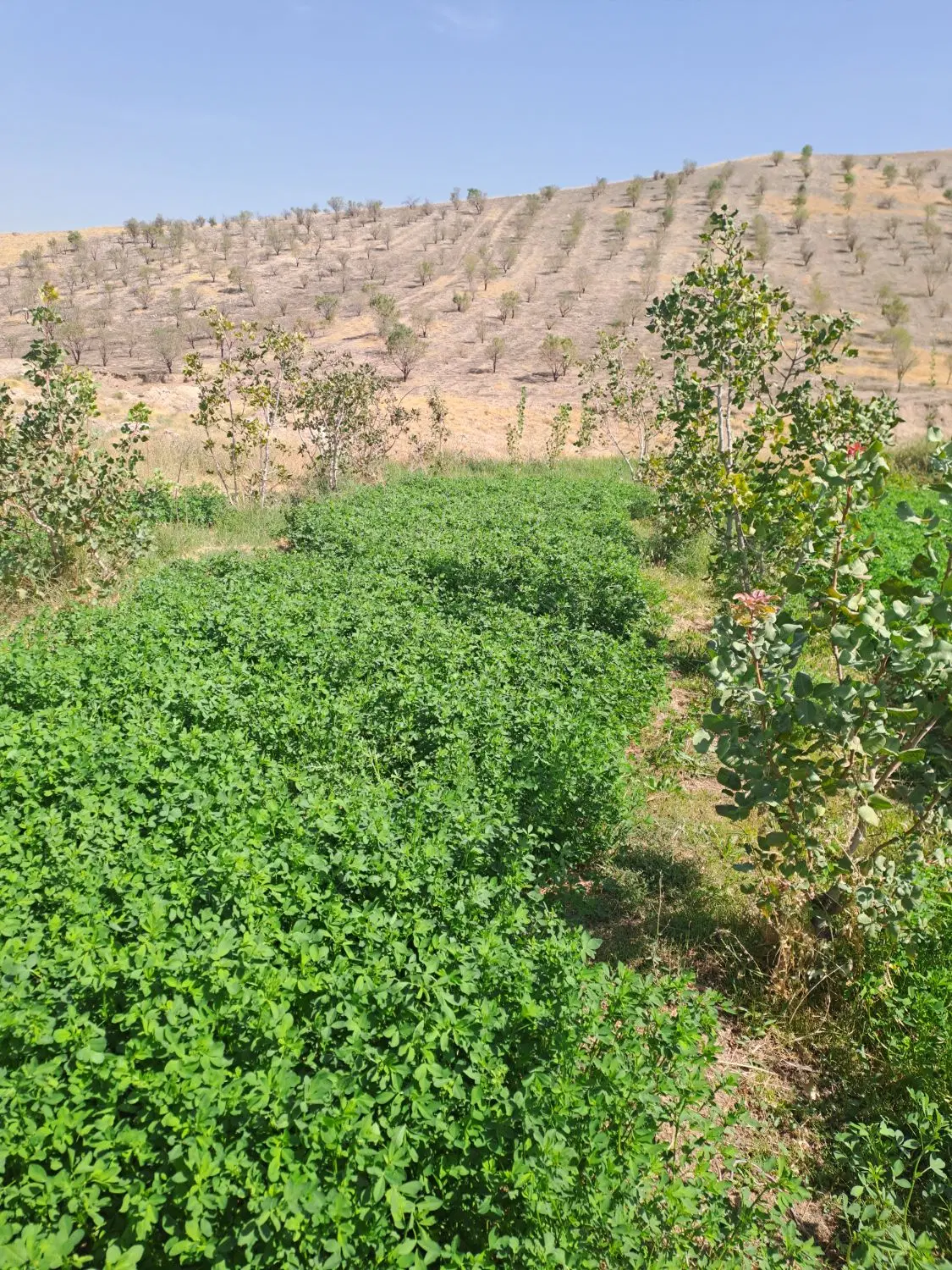 باغ پشت ورزشگاه یادگار امام
