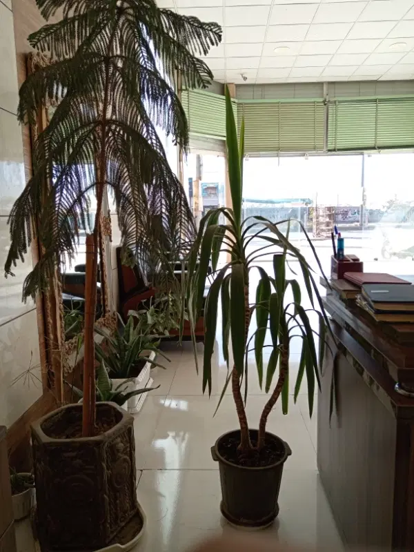 سوله اجارای خودرا ازما بخواهید از 100متر تا1000متر