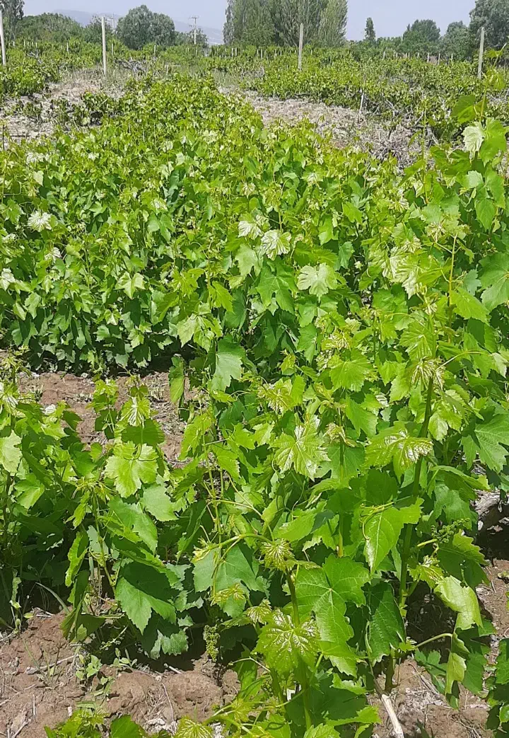 باغ انگور