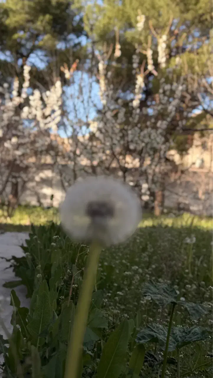 زمین مناسب باغ