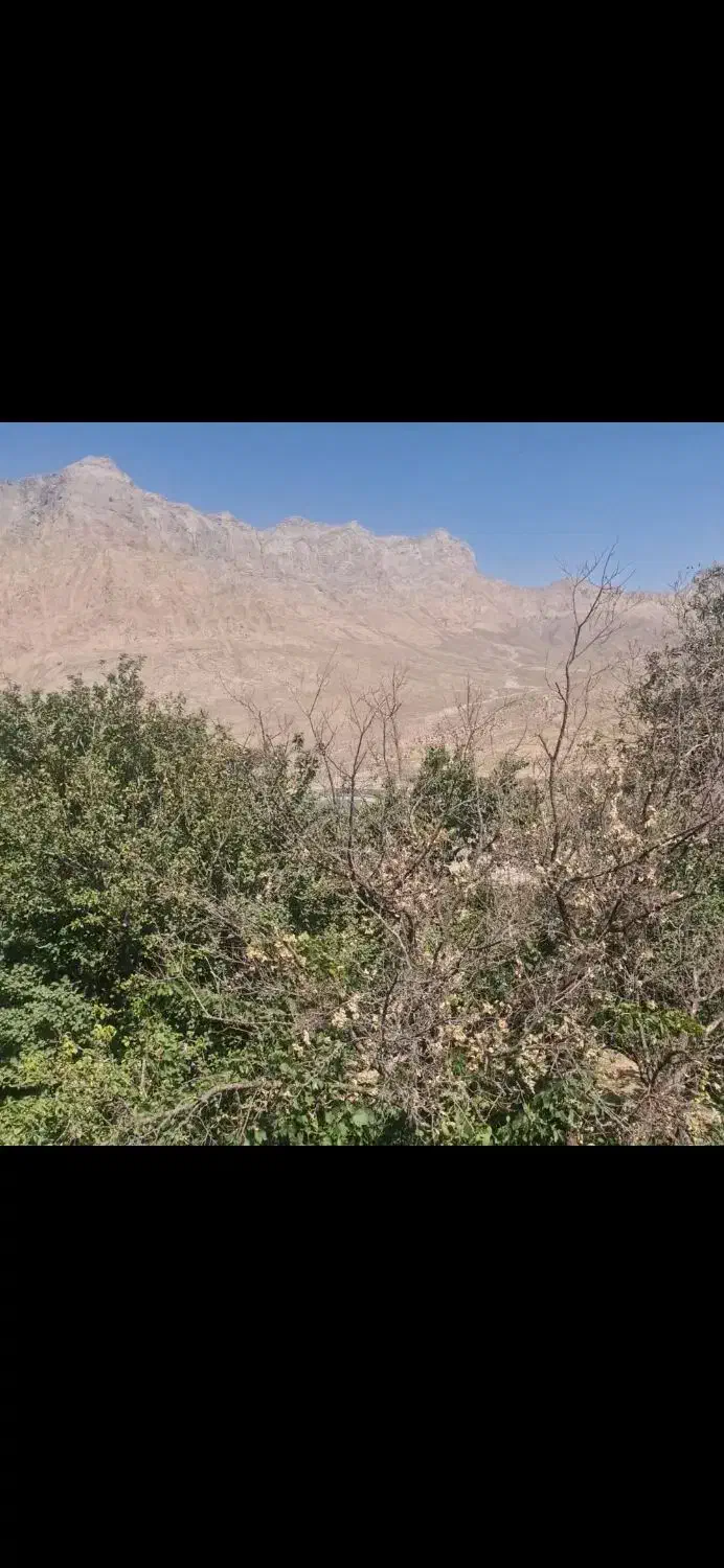 معاوضه زمین باغی یزد با بندر