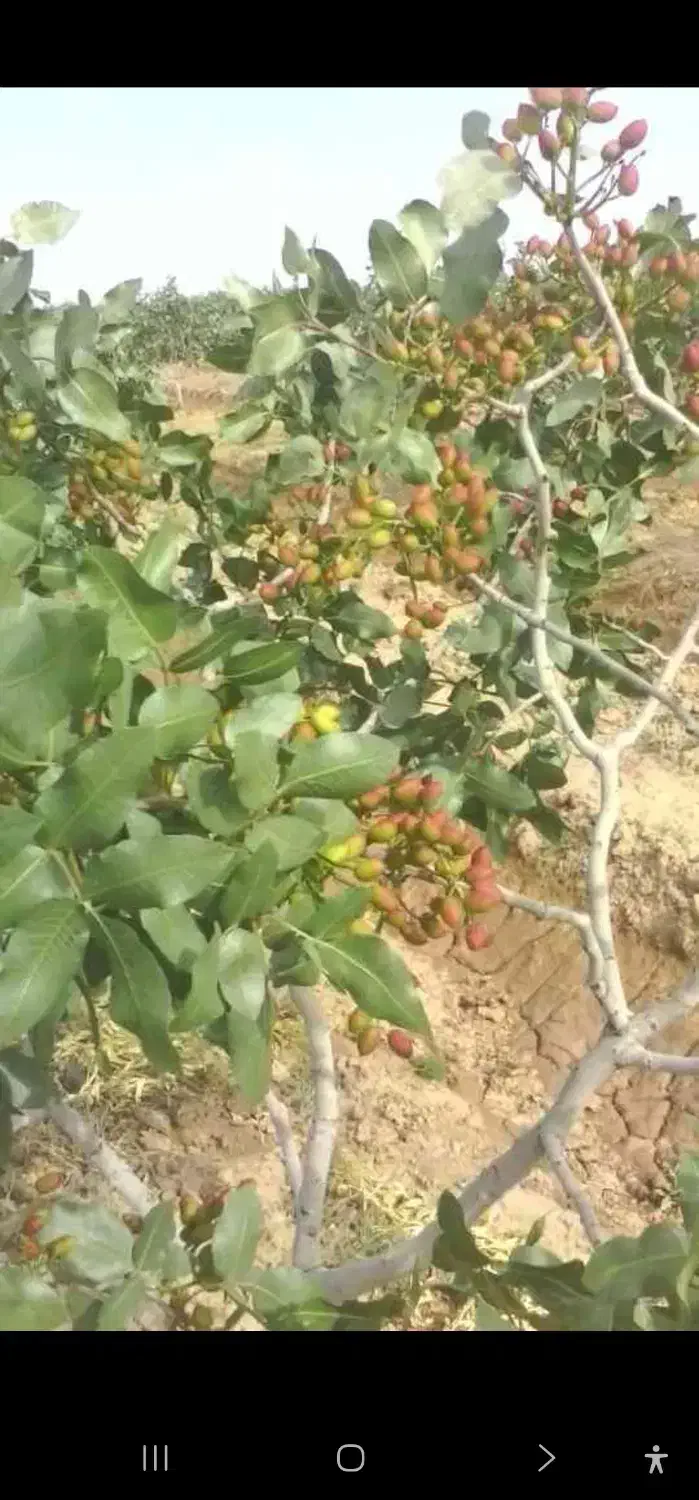 فروش باغ پسته
