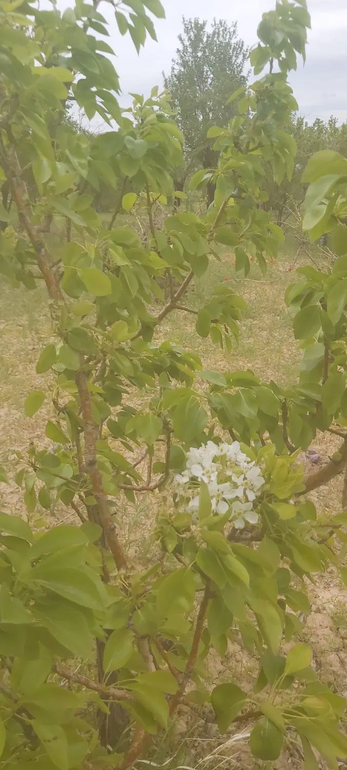باغ فروشی آستانه (محل عالی برای ساخت ویلا)
