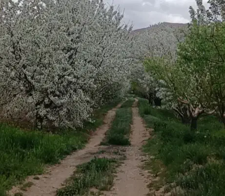 زمین