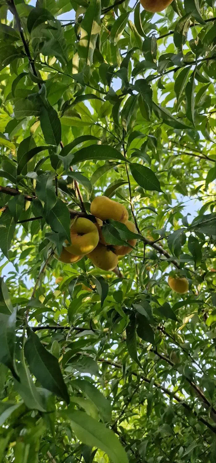 باغ ۱۰۰۰متری درقزانچی