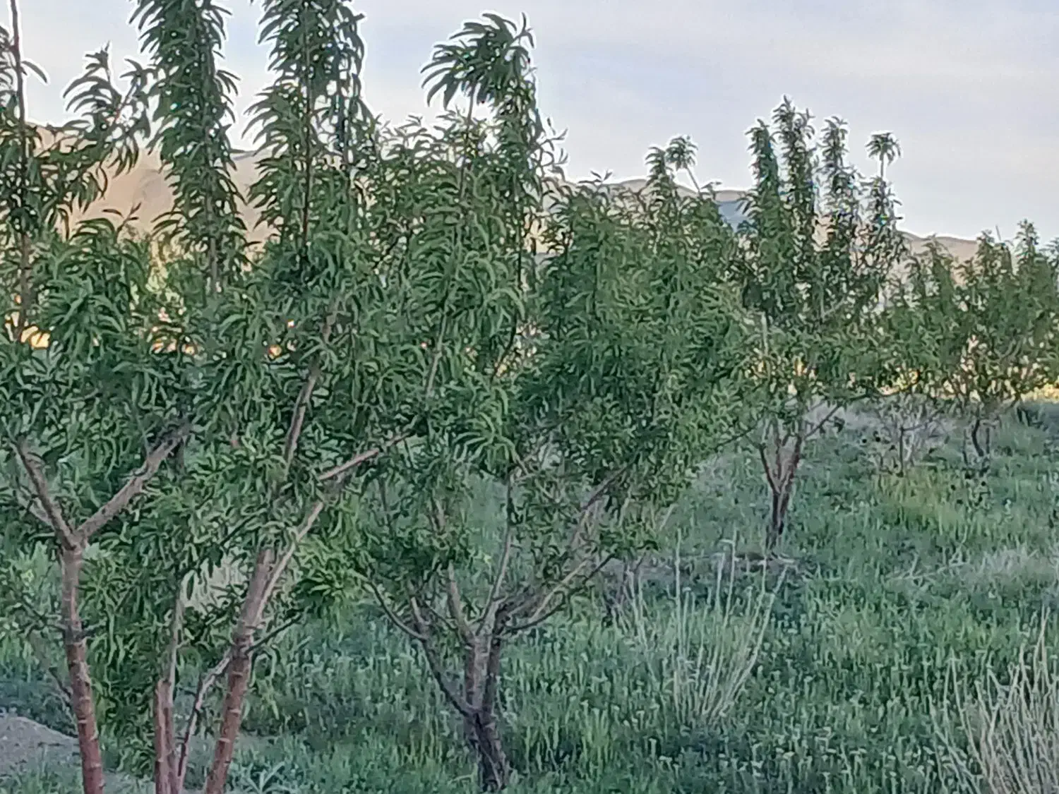 فروش بادامستان وزمین