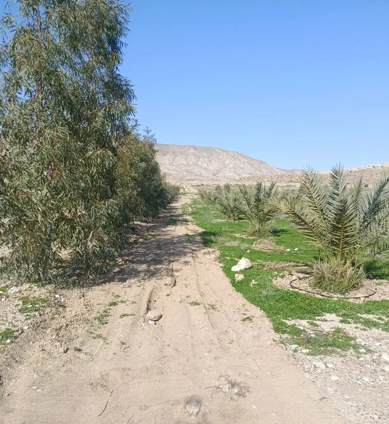 فروش باغ