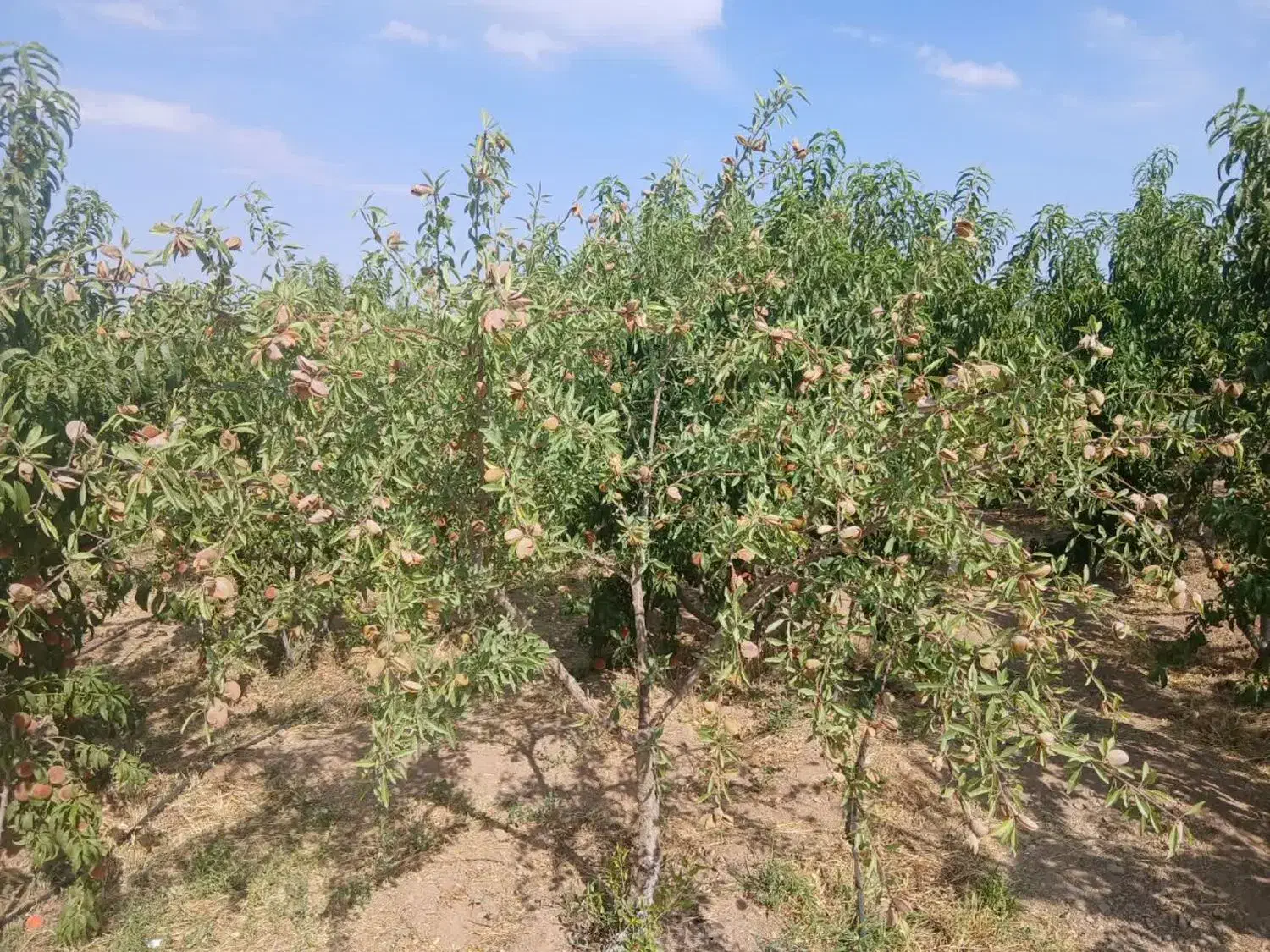 باغ کشاورزی