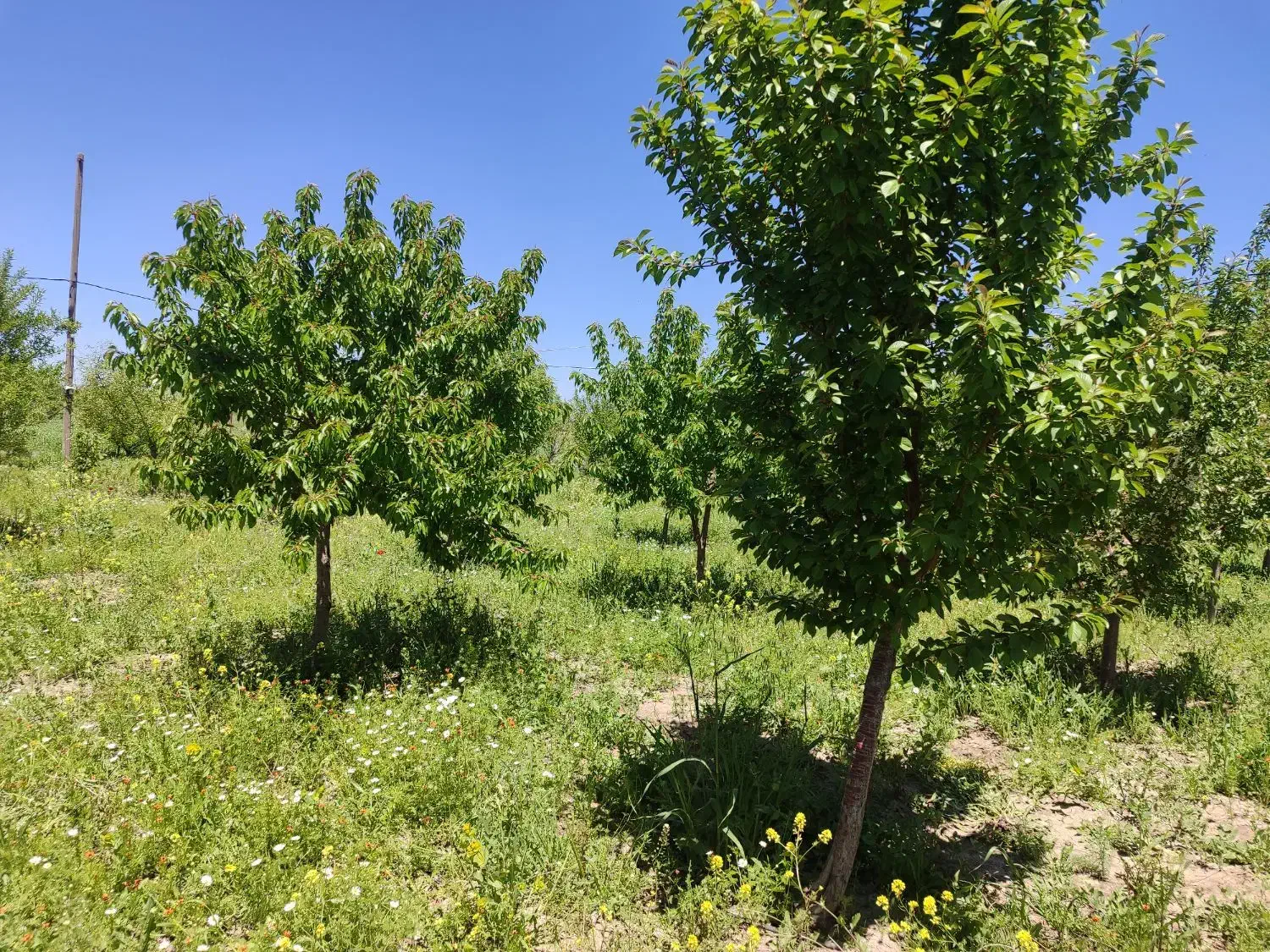 فروش زمین باغ و زمین خالی برای تعقیر کاربری