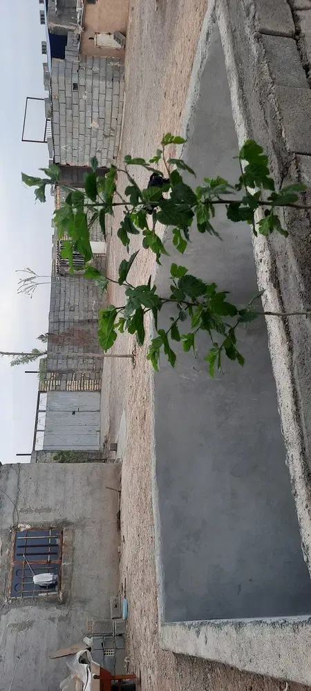 رهن و اجاره 1200 متری ستایش۱۵
