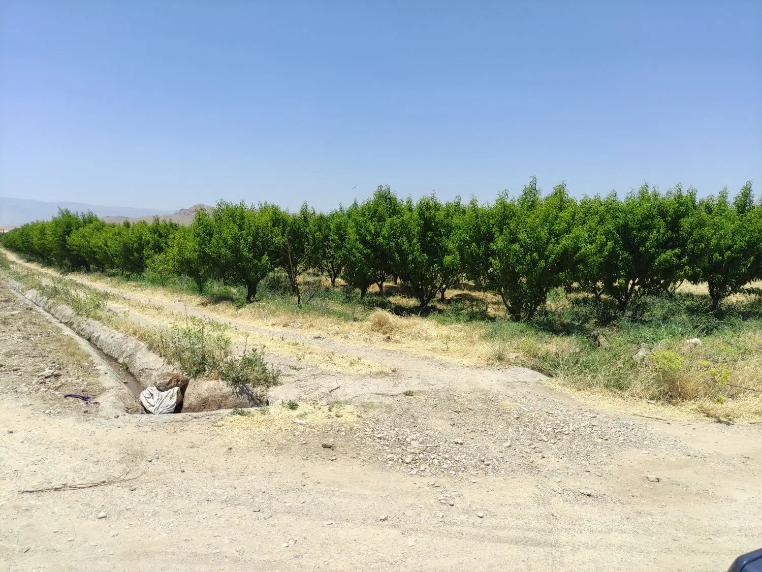 باغ کمالوند