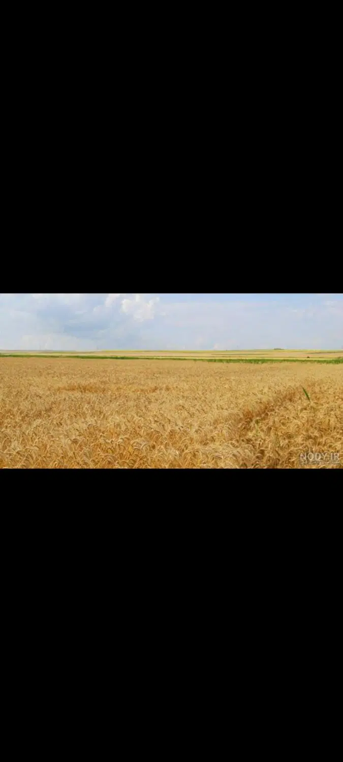 زمین کشاورزی