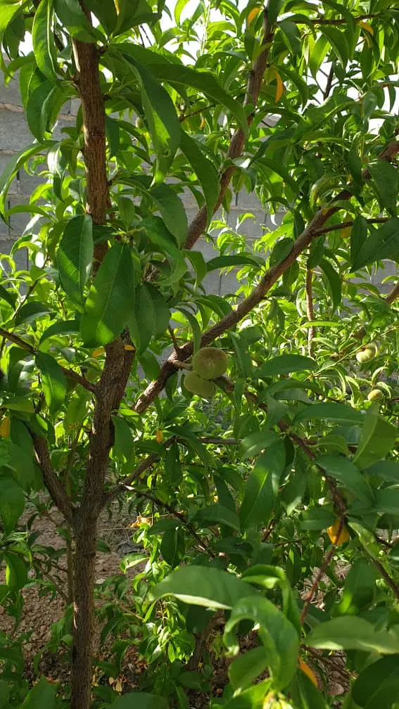 فروش باغ