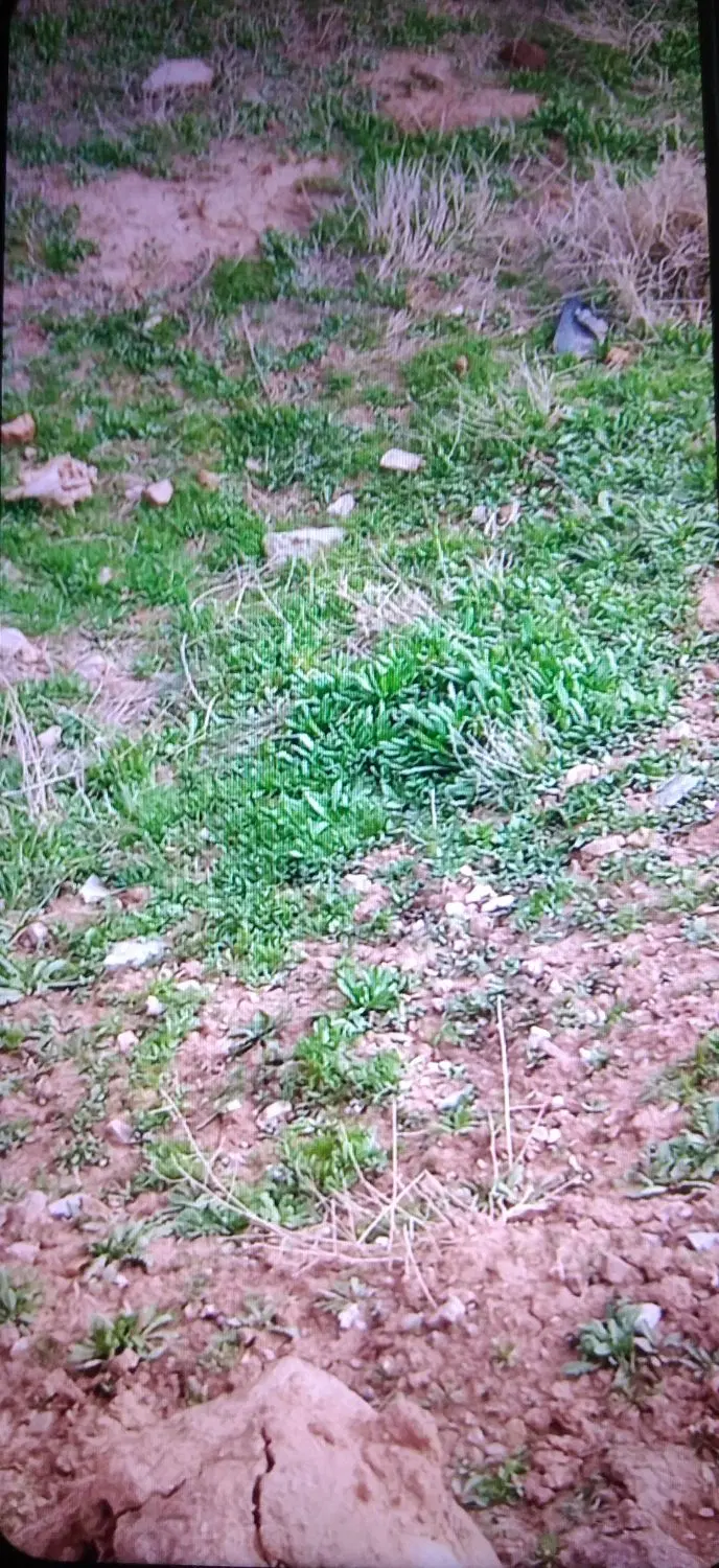 فروش زمین در روستای اسکندر